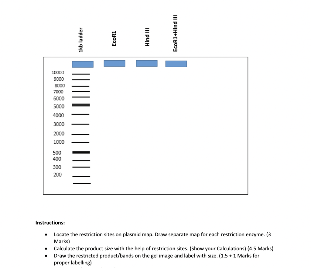 A Plasmid Size 10592 Bp Cut By Two Restriction Enzymes Ecor1 And Hind Iii Draw The Pattern Of Bands After Single And Dou 2