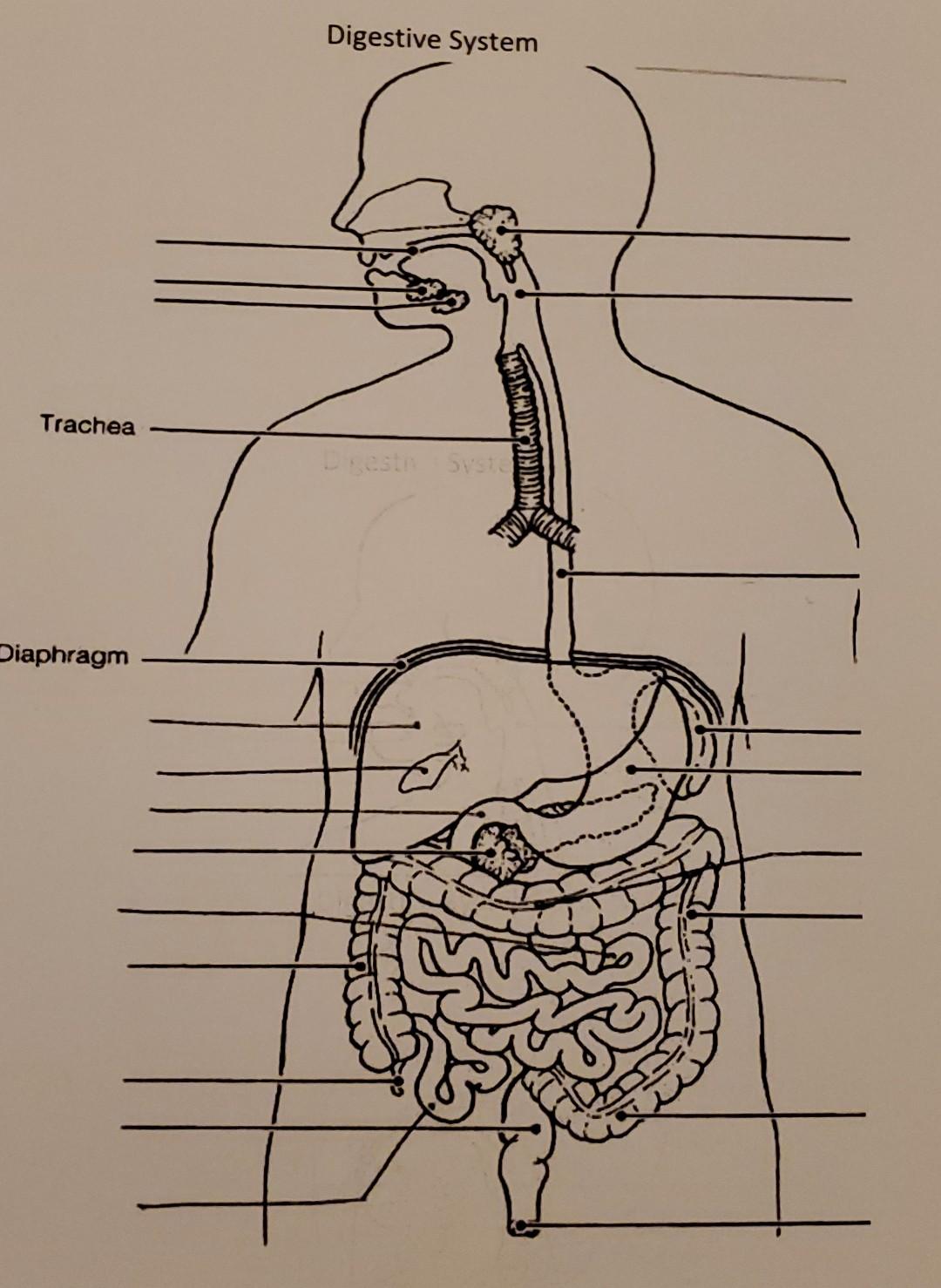 Digestive System Trachea Honda S Diaphragm 1