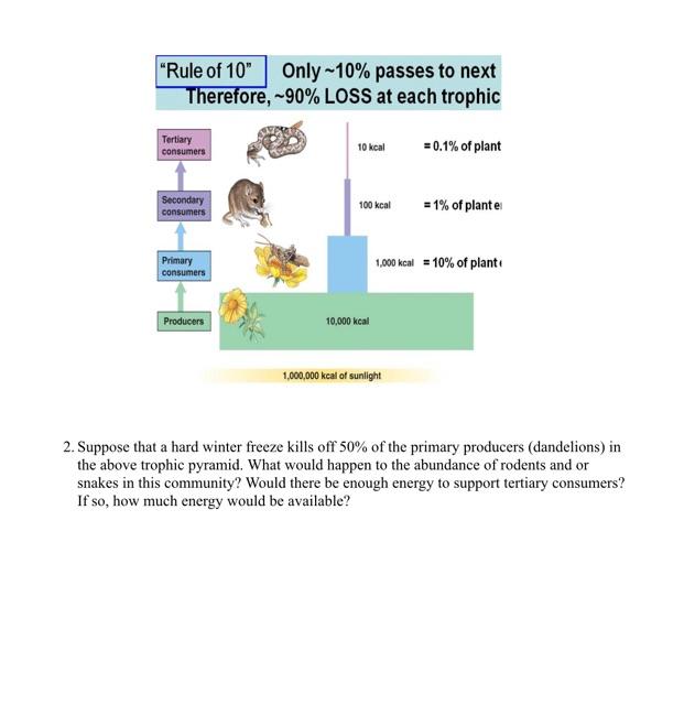 Rule Of 10 Only 10 Passes To Next Therefore 90 Loss At Each Trophic Tertiary Consumers Secondary Consumers Primar 1