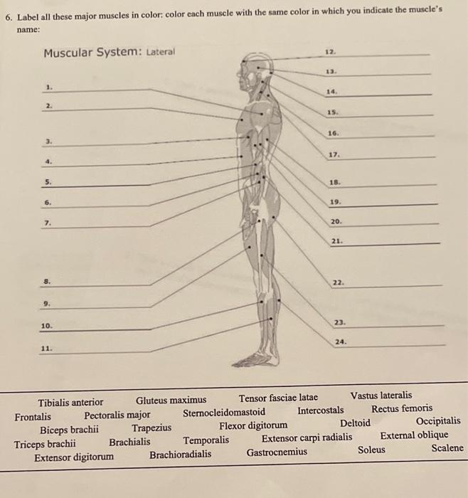 6 Label All These Major Muscles In Color Color Each Muscle With The Same Color In Which You Indicate The Muscle S Name 1
