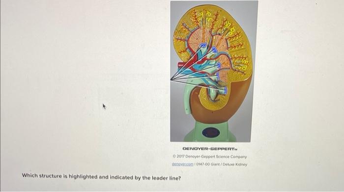 Denoyer Geppert 2017 Denoyer Geppert Science Company Dev Com 0147 00 Giant Deluxe Kidney Which Structure Is Highlighte 1