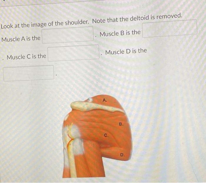 Look At The Image Of The Shoulder Note That The Deltoid Is Removed Muscle A Is The Muscle B Is The Muscle C Is The Mus 1