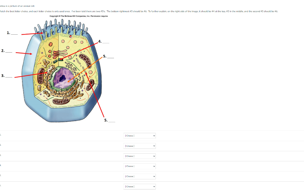 Elow Is A Picture Of An Animal Cell Match The Best Letter Choice And Each Letter Choice Is Only Used Once I Ve Been T 1