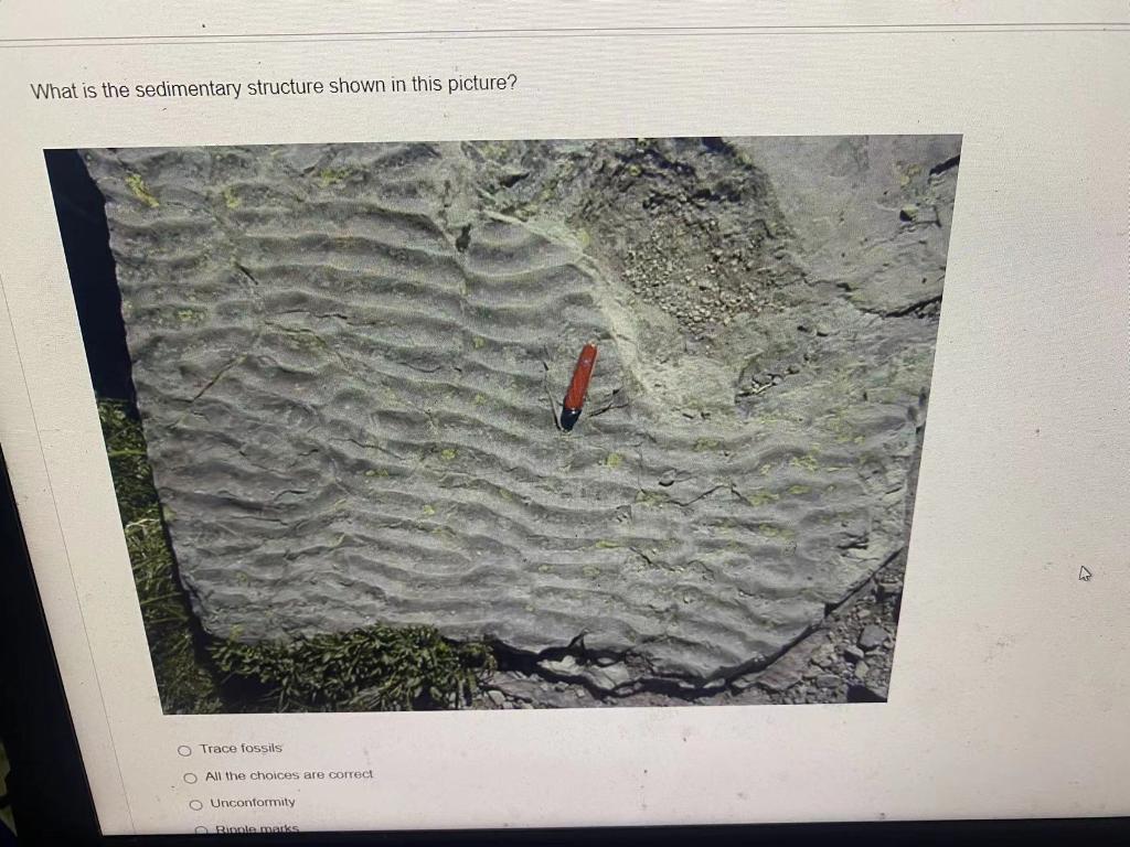 What Is The Sedimentary Structure Shown In This Picture O Trace Fossils O All The Choices Are Correct O Unconformity Ri 1
