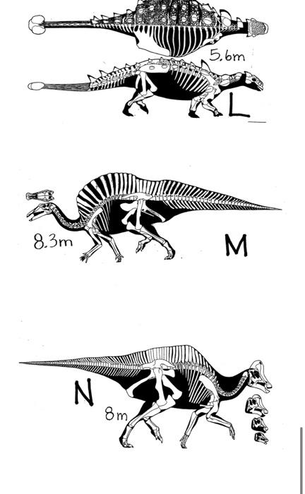 1 First Determine Which Of The Five Dinosaur Clades Each Skeletal Image Is From 2 Second Using The Cladogram For Th 2