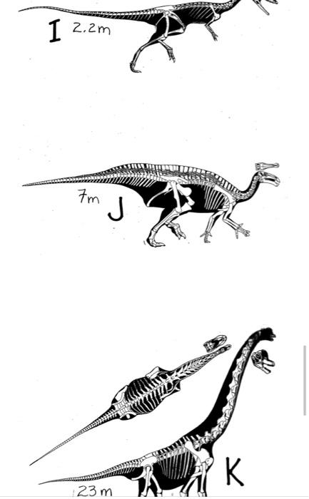 1 First Determine Which Of The Five Dinosaur Clades Each Skeletal Image Is From 2 Second Using The Cladogram For Th 3