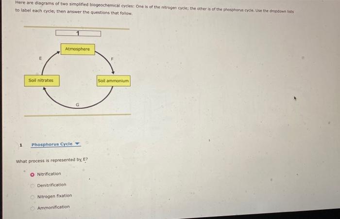 Here Are Diagrams Of Two Simplified Biogeochemical Cycles One Is Of The Nitrogen Cycle The Other Is Of The Phosphorus 1
