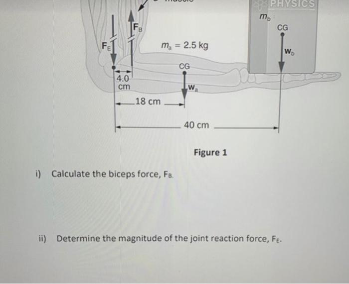 Fe 4 0 Cm Fb 18 Cm M 2 5 Kg I Calculate The Biceps Force Fb Cg Wa 40 Cm Figure 1 Physics M Du Cg Ii Determine Th 1