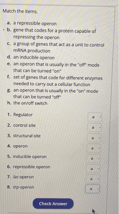 Match The Items A A Repressible Operon B Gene That Codes For A Protein Capable Of Repressing The Operon C A Group 1
