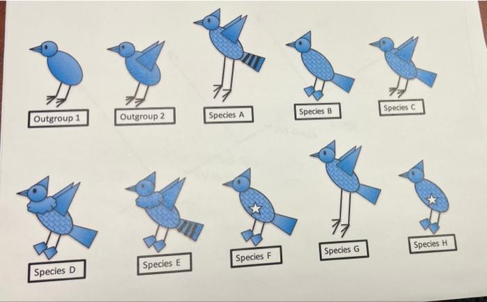 1 Review The Ten Taxa And Ten Characters Provided 2 Fillout Character Matrix 3 Draw The Most Parasimonious Cladogram 1