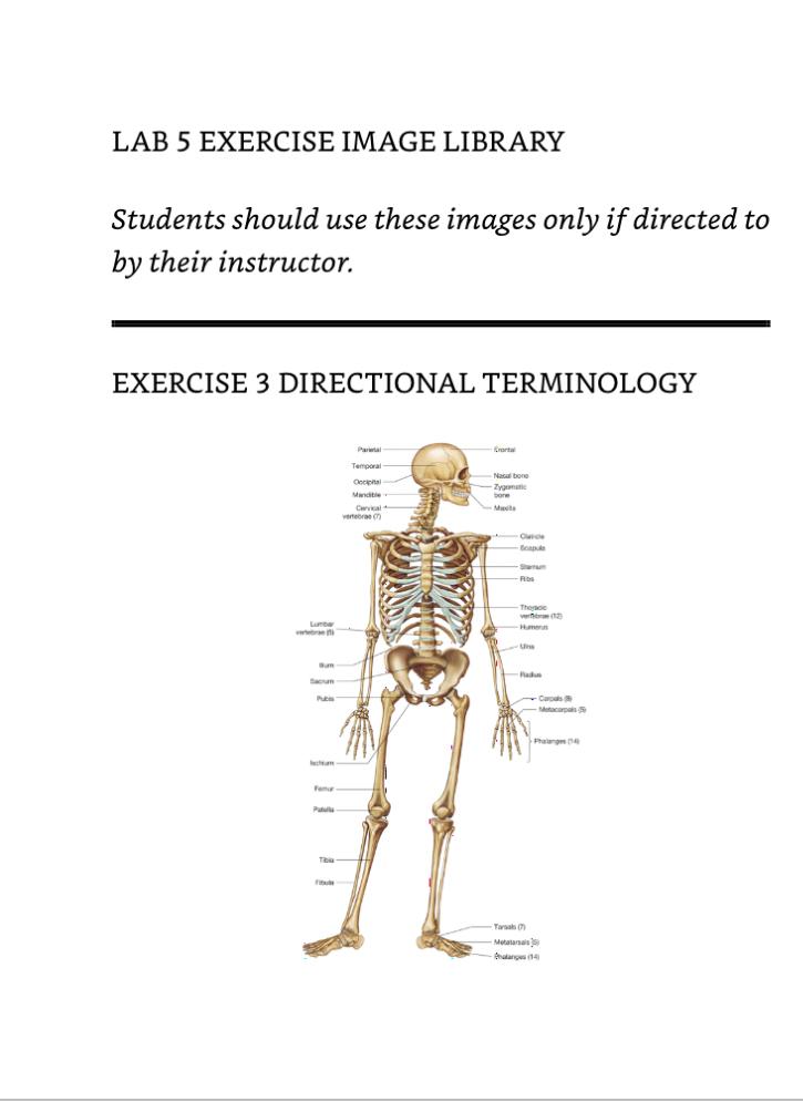 Exercise 3 Directional Terminology Use The Skeletal Material Provided By Your Instructor Or The Diagram In The Lab 5 Ex 1
