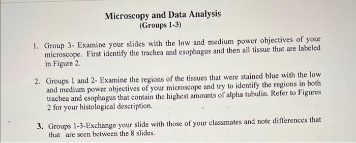 Microscopy And Data Analysis Groups 1 3 1 Group 3 Examine Your Slides With The Low And Medium Power Objectives Of Yo 2