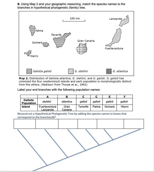B Using Map 2 And Your Geographic Reasoning Match The Species Names To The Branches In Hypothetical Phylogenetic Fami 1