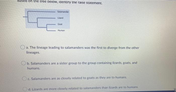 Based On The Tree Below Identity The Raise Statement Salamander Lizard Goat Human A The Lineage Leading To Salamander 1