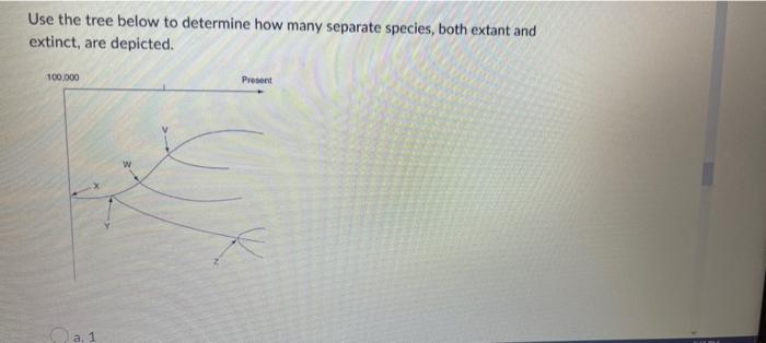 Use The Tree Below To Determine How Many Separate Species Both Extant And Extinct Are Depicted 100 000 A 1 W Present 1