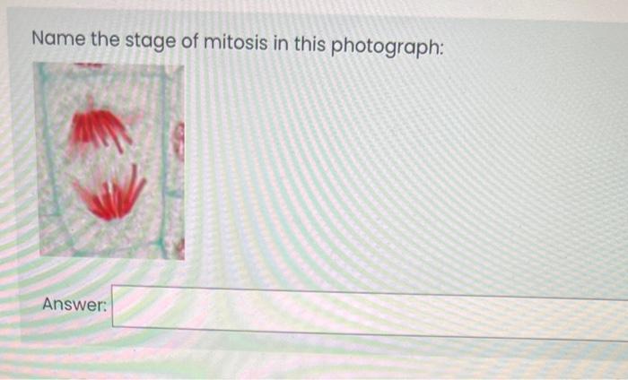 The Stain Used In This Lab Stains The Chromosomes Darkly And Other Cellular Components Lightly Select One True False 5