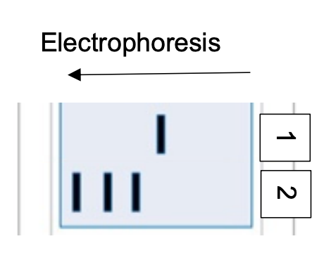 Below Is A Stained Sds Polyacrylamide Gel With A Single Band Of The Polypeptide Lsedhysedrfmvilsv In Lane 1 Which Has 1