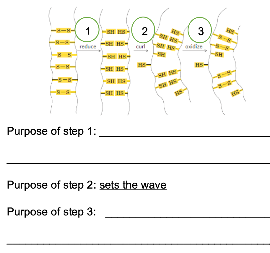Keratin In Hair Has Disulfide Bridges When Hair Undergoes A Permanent Wave Whereby The Once Straight Hair Is Curled I 1