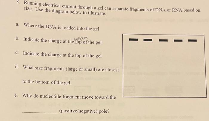 8 Running Electrical Current Through A Gel Can Separate Fragments Of Dna Or Rna Based On Size Use The Diagram Below To 1