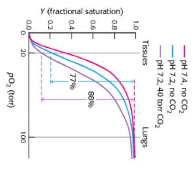 Below Is The Binding Curve Diagram For Hemoglobin At Different Ph Levels And In The Presence And Absence Of Carbon Dioxi 1