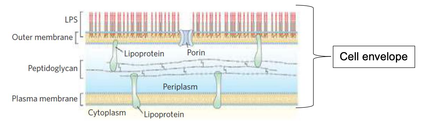 Lps Outer Membrane Peptidoglycan Plasma Membrane Chenken Lipoprotein Porin Periplasm Cytoplasm Lipoprotein Cell Envelope 1