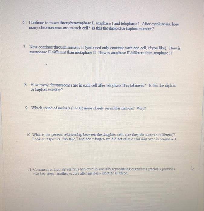 C Meiosis Chapter 13 1 Use The Socks Again For This Activity Remember That Cell Division Begins After The Cell Has Go 2