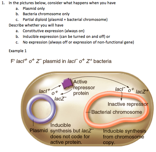 1 In The Pictures Below Consider What Happens When You Have A Plasmid Only B Bacteria Chromosome Only C Partial Dip 1