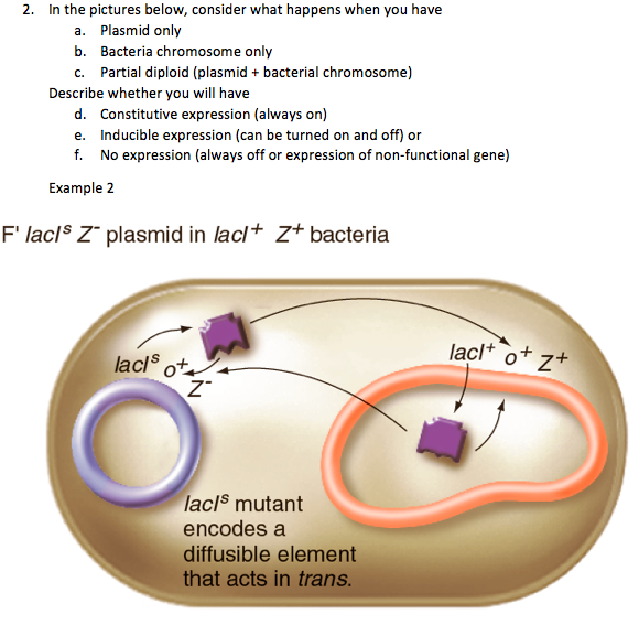2 In The Pictures Below Consider What Happens When You Have A Plasmid Only B Bacteria Chromosome Only C Partial Dip 1