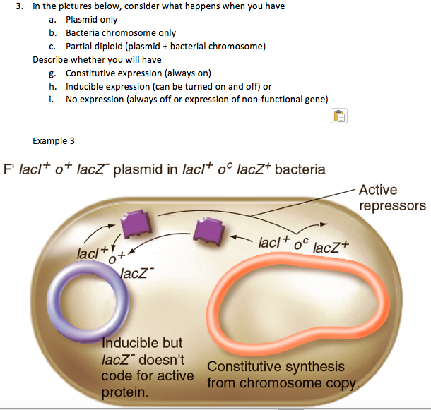 3 In The Pictures Below Consider What Happens When You Have A Plasmid Only B Bacteria Chromosome Only C Partial Dip 1