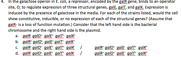 4 In The Galactose Operon In E Coli A Repressor Encoded By The Gal Gene Binds To An Operator Site O To Regulate E 1