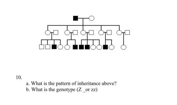 10 Log A What Is The Pattern Of Inheritance Above B What Is The Genotype Z Or Zz 1