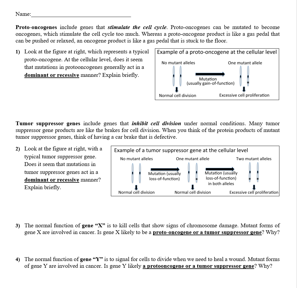 Name Proto Oncogenes Include Genes That Stimulate The Cell Cycle Proto Oncogenes Can Be Mutated To Become Oncogenes W 1
