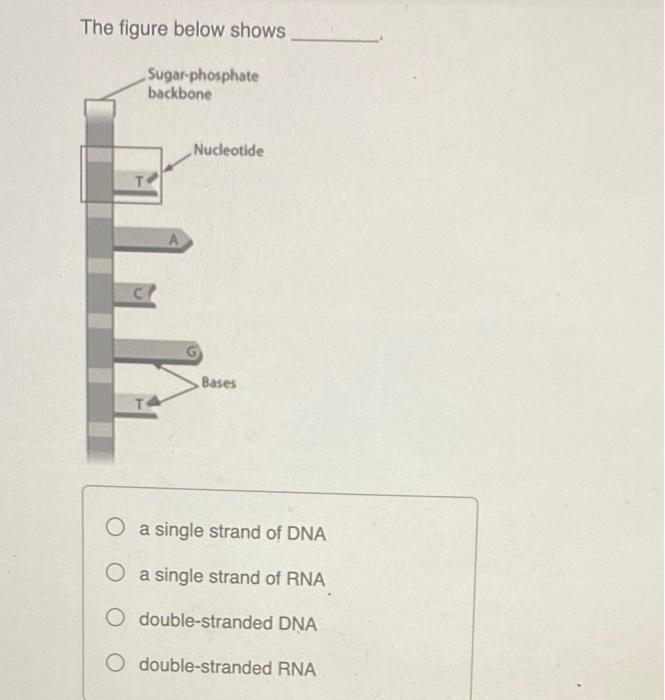 The Figure Below Shows Sugar Phosphate Backbone A Nucleotide Bases O A Single Strand Of Dna O A Single Strand Of Rna O D 1
