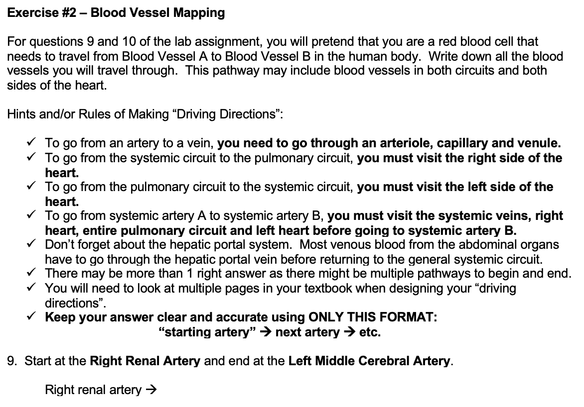Exercise 2 Blood Vessel Mapping For Questions 9 And 10 Of The Lab Assignment You Will Pretend That You Are A Red Blo 1