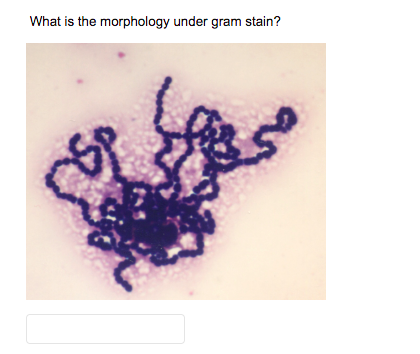 What Is The Morphology Under Gram Stain Which Type Of Quadrant Streaking Was Preformed Below Oa Three Quadrant Ob F 1