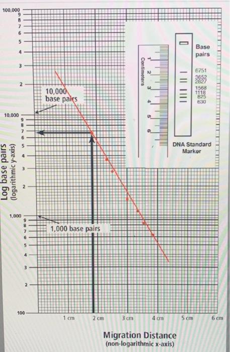 Given The Standard Curve Produced Below If A Band Traveled 1cm How Many Base Pairs Are In That Dna Fragment 100 000 4