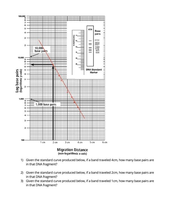 Given The Standard Curve Produced Below If A Band Traveled 1cm How Many Base Pairs Are In That Dna Fragment 100 000 5