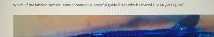 Which Of The Labeled Sample Lanes Contained Successful Guide Rnas Which Cleaved The Target Region 5 4 3 2 1 L O 1 2 3 1