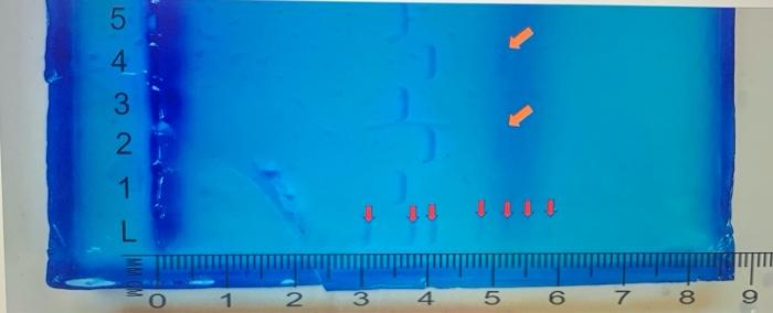 Which Of The Labeled Sample Lanes Contained Successful Guide Rnas Which Cleaved The Target Region 5 4 3 2 1 L O 1 2 3 2