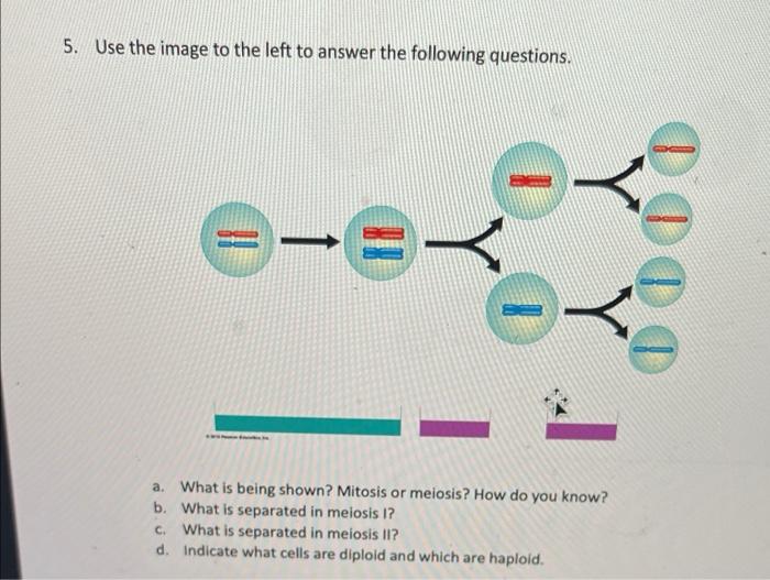 5 Use The Image To The Left To Answer The Following Questions E 0 0 Y Y Oooo A What Is Being Shown Mitosis Or Meio 1