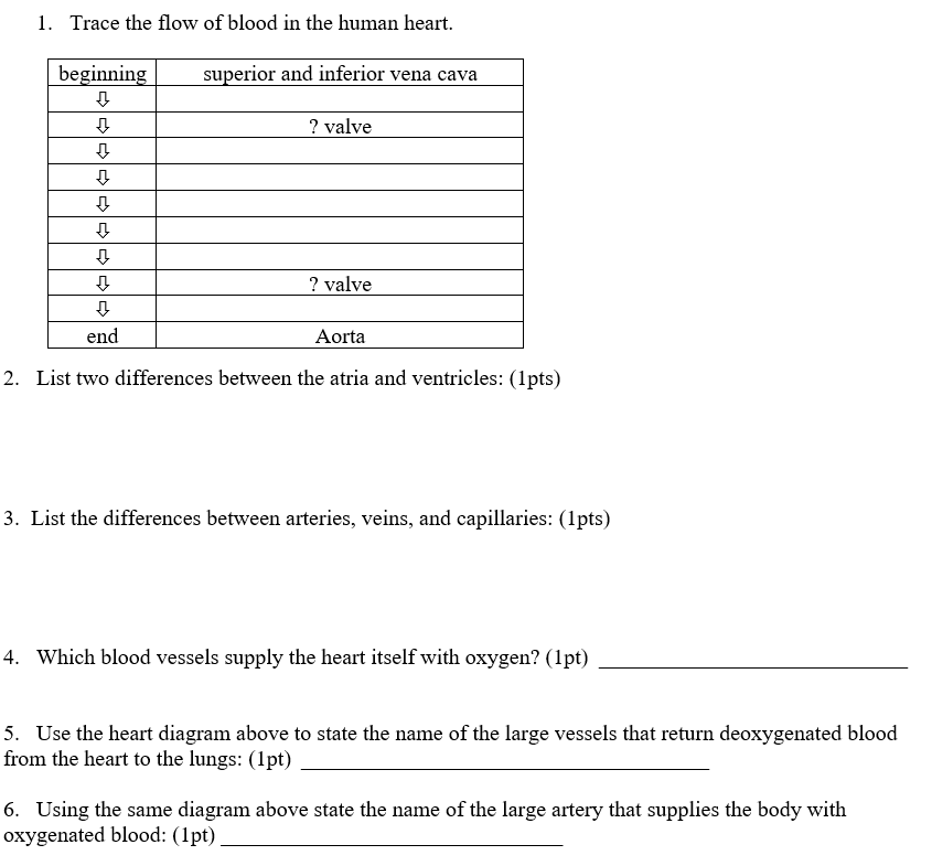 Please Type Answer Don T Write For 1 Trace The Flow Of Blood In The Human Heart Using The Following Terms Inferior 1