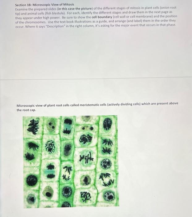 Section 18 Microscopic View Of Mitosis Examine The Prepared Slides In This Case The Picture Of The Different Stages O 1
