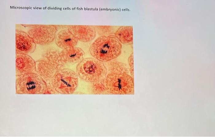 Section 18 Microscopic View Of Mitosis Examine The Prepared Slides In This Case The Picture Of The Different Stages O 2