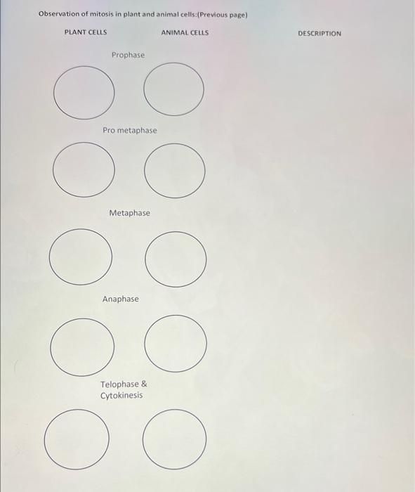 Section 18 Microscopic View Of Mitosis Examine The Prepared Slides In This Case The Picture Of The Different Stages O 3