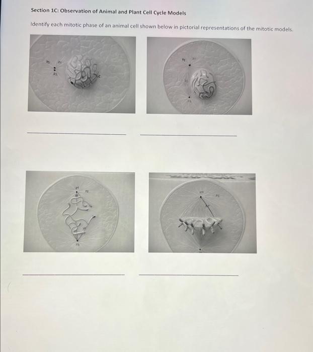Section 18 Microscopic View Of Mitosis Examine The Prepared Slides In This Case The Picture Of The Different Stages O 4