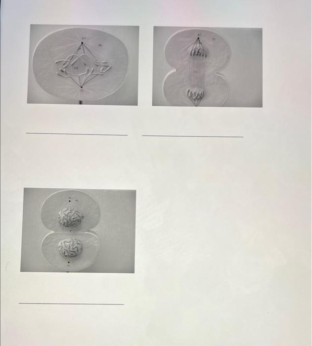 Section 18 Microscopic View Of Mitosis Examine The Prepared Slides In This Case The Picture Of The Different Stages O 5