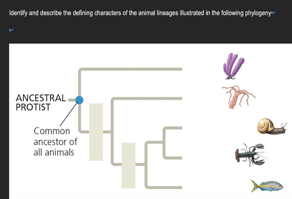 Identify And Describe The Defining Characters Of The Animal Lineages Illustrated In The Following Phylogeny Ancestral Pr 1