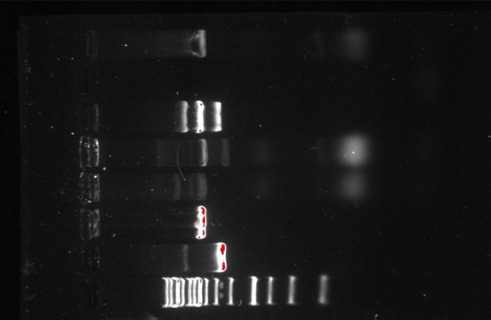 I Think I Got An Answer For A And B So C Is Critical Regardless Please Try To Answer Genetics Yeast Cloning And Seq 2