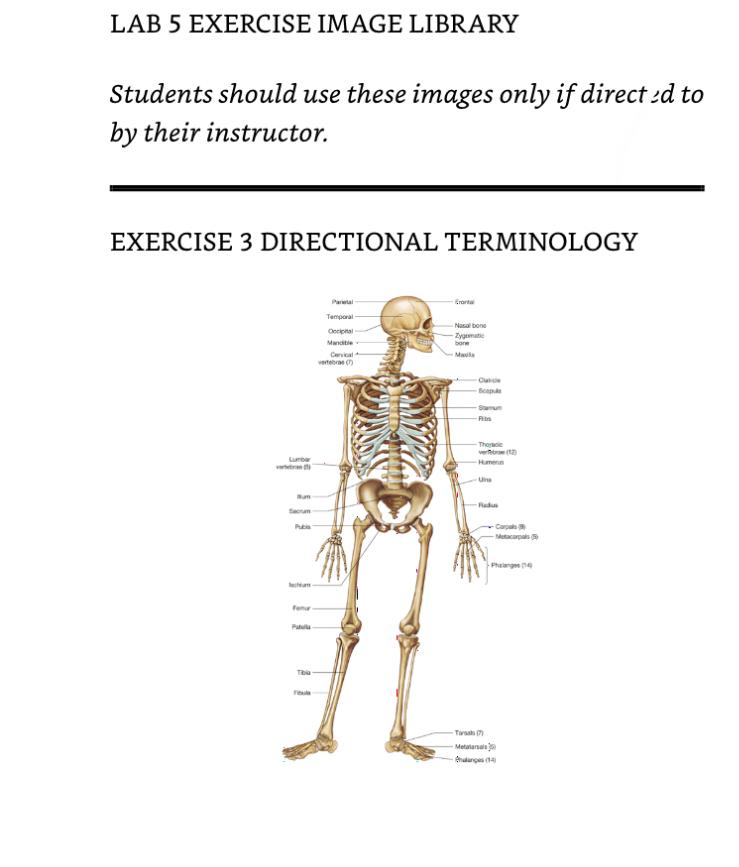 Exercise 3 Directional Terminology On The Diagram In The Exercise Image Library Draw A Circle Around The Toe Of Each 1