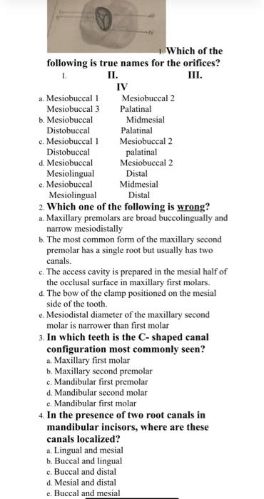 1 Which Of The Following Is True Names For The Orifices L Ii Iii A Mesiobuccal 1 Mesiobuccal 3 B Mesiobuccal Dist 1
